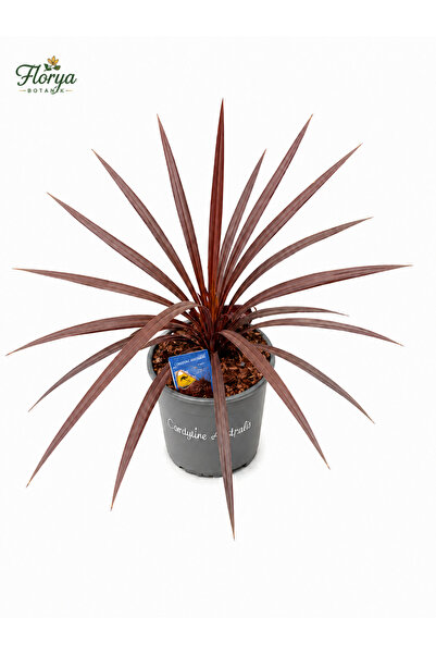 Florya Botanik Kordilin Bitkisi – Cordyline Red Star 60-70 cm