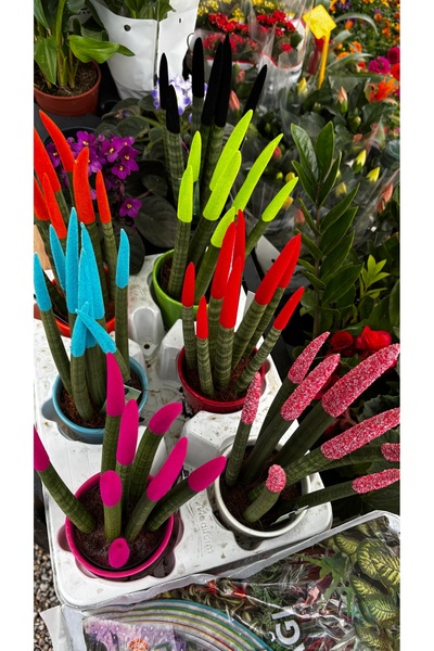 GARDENLİFEBOTANİK Paşa kılıcı canlı çiçek