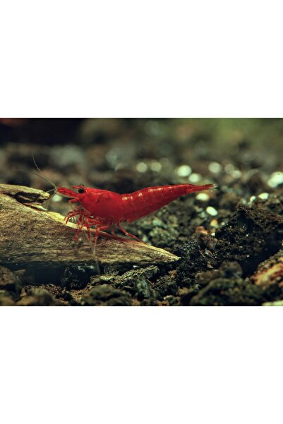 Moss Akvaryum Bloodymary Karides 5 Adet (1-1,5cm RED)