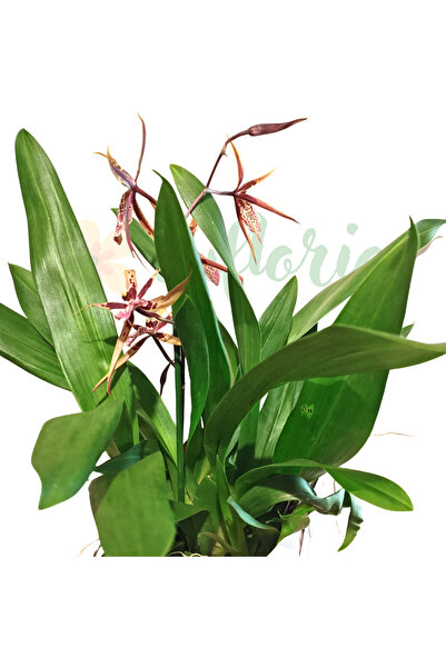 Eufloria Orhidea Brassia TITANIUM (Orhidea Păianjen) — Orhidee parfumată cu f...