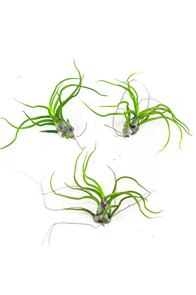 Gurme Bitki Tillandsia Bulbosa (3 Adet) - Hava Bitkisi Çiçeği Airplant