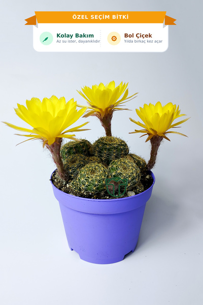 Toptan Kaktüs Lobivia Arachnacantha Bol Yavrulu Çiçek Açan Kaktüs 8.5 cm Saksıda