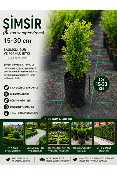 FİDANKÖY Şimşir Fidanı (Buxus Sempervirens) 15-30 Cm Çit ve Peyzaj Bitkisi