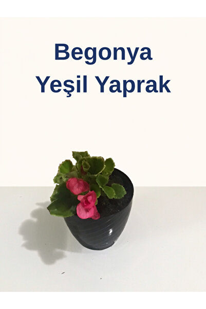 Kamil Erdoğan Tarım Gıda Begonya Yeşil Yaprak Küçük Hanım Çiçeği