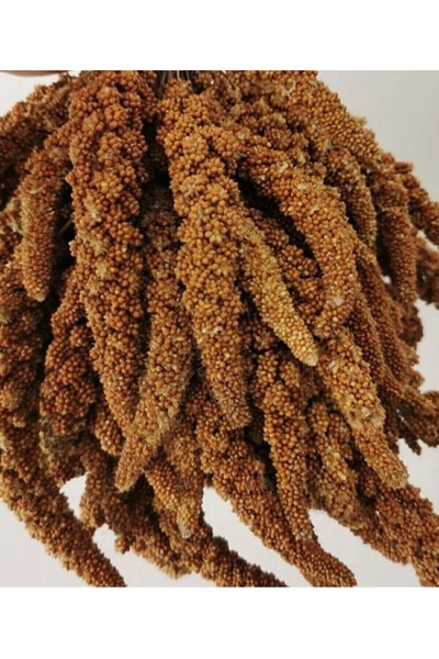 zeynastore Dal Darı