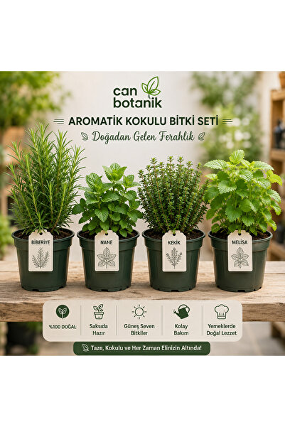 CANBOTANİK AROMATİK KOKULU BİTKİ SERİ 4’lü Nane Biberiye Melisa Kekik