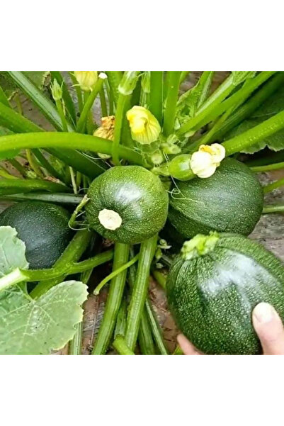 123 Rare Round Pumpkin Seeds, Heat and Disease Resistant, Fast Growing, High ...