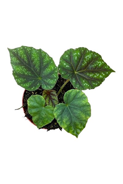 Eufloria Μπιγκόνια ψευδοέδουλις 'Σιγουανσάν' Ø8εκ.