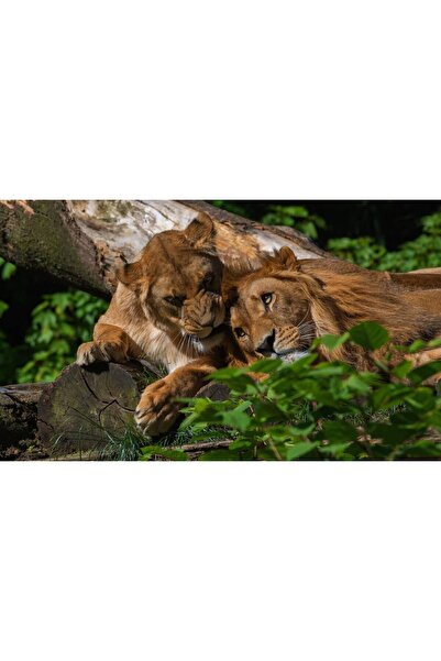 Persona Tablou canvas 100 x 70 cm, Animale model 217