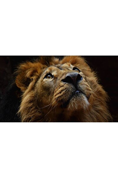 Persona Tablou canvas 100 x 70 cm, Animale model 238