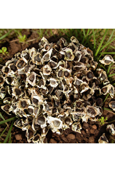 123 200Pcs Moringa Seeds Hot Sale High Survival Rate, Easy to Grow, Edible an...