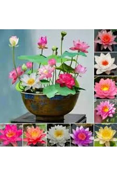 Köy Tohumları 10 Adet Tohum Karışık Lotus Çiçeği Tohumu Suda Yetişen Su Zamba...