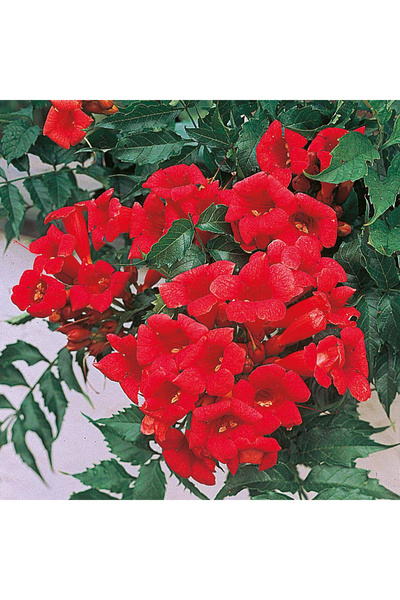 123 289 Seeds of Rare Emerald Butterfly Plant Seeds Are Cold-Resistant