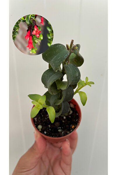 nazlı çiçekçilik Kıvırcık Ruj Çiçeği | Aeschynanthus marmoratus Fidesi 5,5’lu...