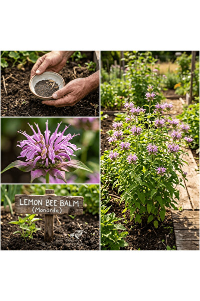 Bloom & Sow Seed بذور