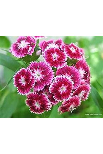 Bloom & Sow Seed بذور