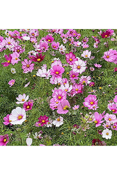 Bloom & Sow Seed بذور كوزموس متعددة الألوان (زهور جيسانج) - نباتات متعددة الأ...
