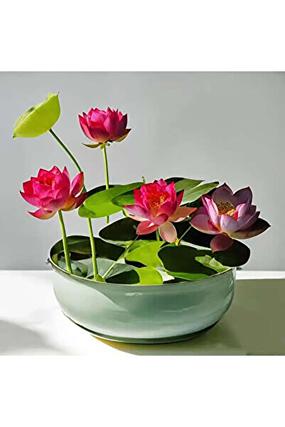 Bloom & Sow Seed بذور اللوتس المصغرة المُعدة مسبقًا للزراعة (للزراعة المائية)...