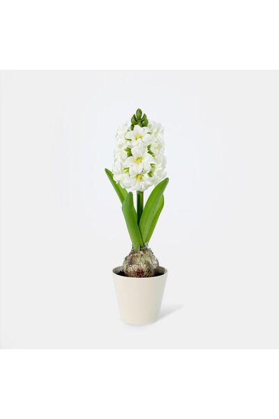 Generic New In Fernza Hyacinthus Potted Plant White H30Cm