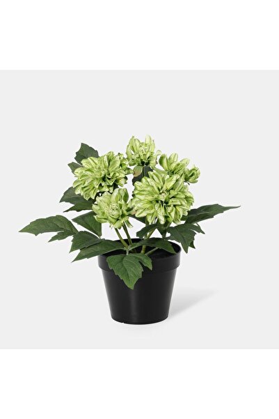 Generic New In Fernza Dahlia Potted Plant Green H26Cm