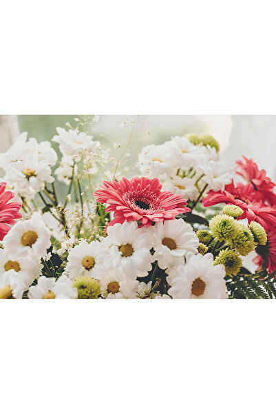 Bloom & Sow Seed بذور زهور متعددة السنوات سهلة الزراعة، فترة إزهار طويلة، ألو...