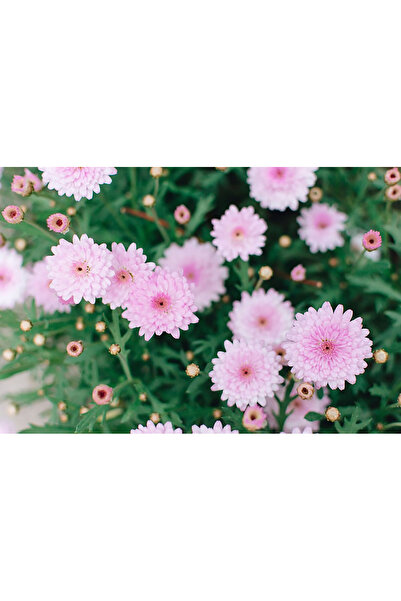 Bloom & Sow Seed بذور أوستيوسبيرموم مزدوجة بلون وردي فاتح - زهور متعددة الأزه...