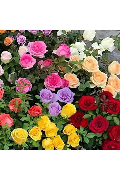 Bloom & Sow Seed Multicolor Perennial Rose Seeds, Home Balcony Courtyard Orna...