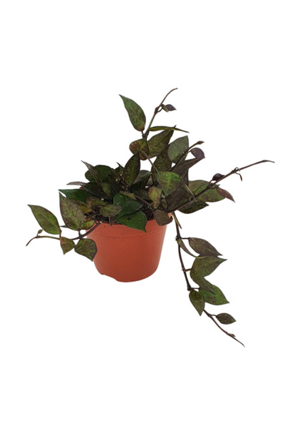 Eufloria Hoya krohniana 'Frunze Negre' Ø9-Ø12cm