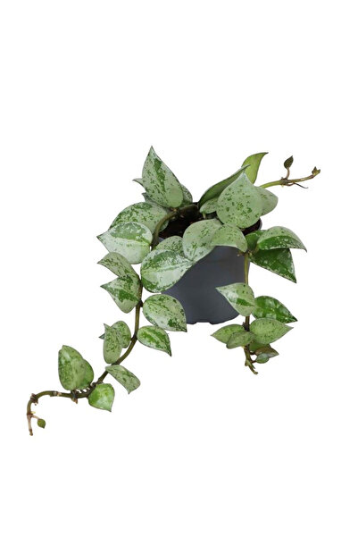 Eufloria Hoya krohniana 'Eskimo' Ø6cm