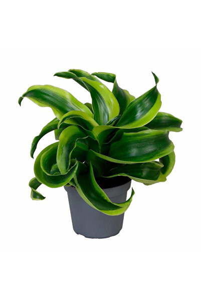 Eufloria Dracaena draco Ø6cm