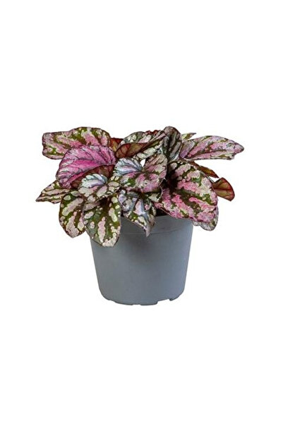 Eufloria Begonia Culori Magice Hugh McLauchlan Ø6cm