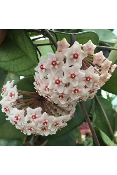 Eufloria Hoya fungii Ø7cm