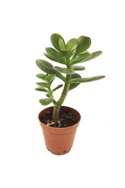 LEVANT Crassula Feng Shui Para Ağacı Fidanı 10-20 cm