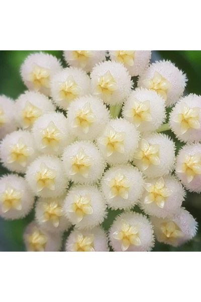 Eufloria Hoya lacunosa variegata Ø7cm