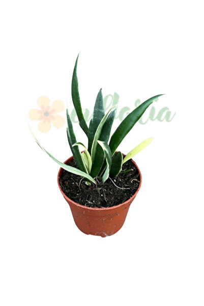 Eufloria Хоя цангий 'Албомаргината' Ø6см