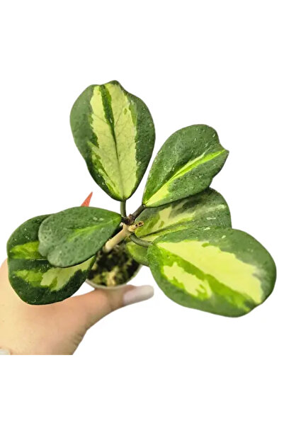Eufloria Hoya obovata Variegata Ø7cm