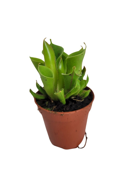 Eufloria Plantă carnivoroasă Heliamphora Ø8.5cm