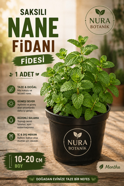 Nura Botanik Saksılı Nane Fidanı Fidesi 1 Adet 10-20 Cm Mentha