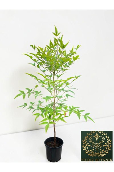 YILDIZ BOTANİK Boncuklu Cennet Bambusu Nandina Domestica Heavenly Bamboo 60-70 CM