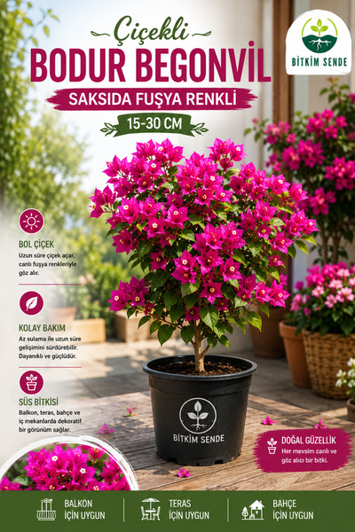 Bitkim Sende Çiçekli Bodur Begonvil, (çalı Tipi Begonvil) Saksıda Fuşya Renkl...