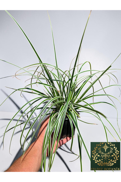 YILDIZ BOTANİK Carex Oshimensis Everest Bitkisi Alacalı Süs Çimi
