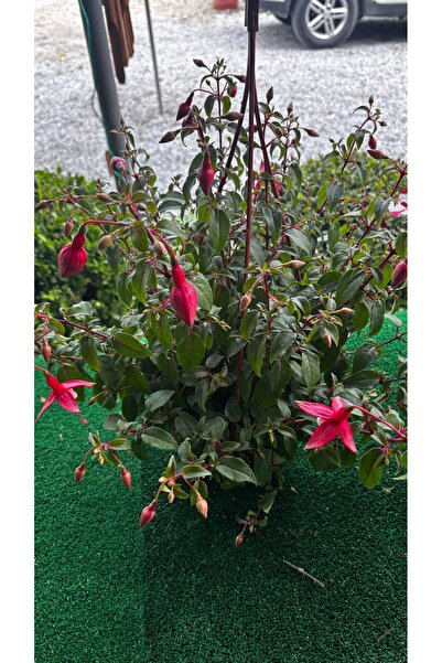 GARDENLİFEBOTANİK Canlı askılı küpeli