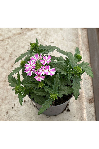 Eufloria Verbena VEGAS DEEP VIOLET Ø10.5cm