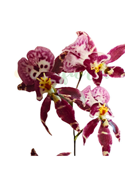 Eufloria Orhidee Brassidium — Orhidee intens parfumată, cu flori mici, în for...