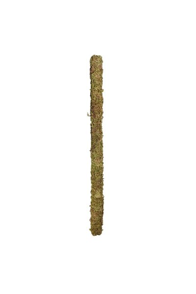 OSKARYUM Bitki Destek Çubuğu 150 Cm (Yosun Sopası)