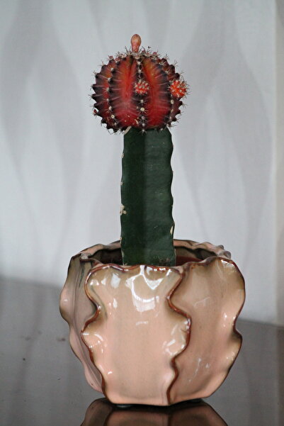 İthal Canlı Alacalı Kırmızı Kaktüs (Gymnocalycium Variegata) - Özel Dalgalı S...