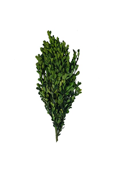 Roberto Rossi Preserved Buxus twigs H40-60 cm dark green RR1