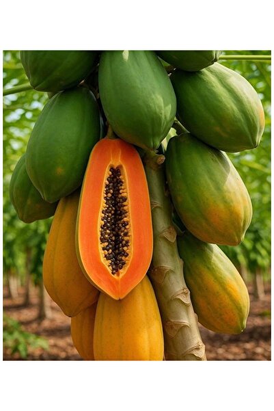 PAPAYA Ağaç Kavunu 1.5, 2 Kg Arası Küçük Aloe vera fidan hediyeli