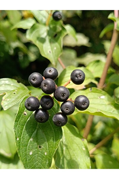 Nutyen 3 Yaş Tüplü Aronya Fidanı - Süper Meyve (Aronia) - Bol Meyve Veren Can...