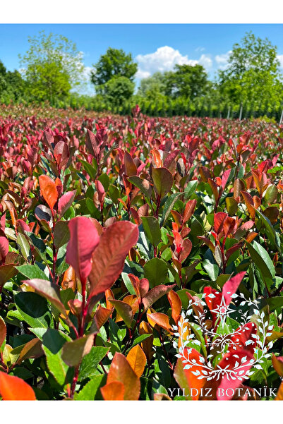 YILDIZ BOTANİK Bodur Alev Çalısı Fidanı Photinia Fraseri Little Red Robin Nan...